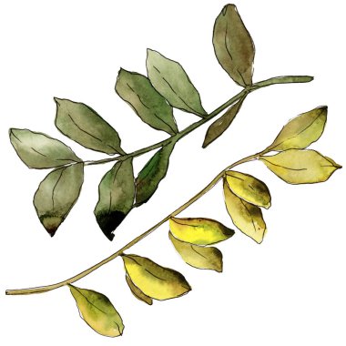 Suluboya sarı akasya yaprağı. Yaprak bitki botanik bahçe çiçek yaprakları. İzole illüstrasyon öğesi. Aquarelle yaprak için arka plan, doku, sarıcı desen, çerçeve veya kenarlık.