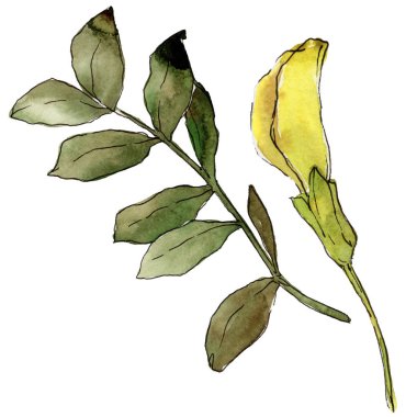 Suluboya sarı akasya yaprağı. Yaprak bitki botanik bahçe çiçek yaprakları. İzole illüstrasyon öğesi. Aquarelle yaprak için arka plan, doku, sarıcı desen, çerçeve veya kenarlık.