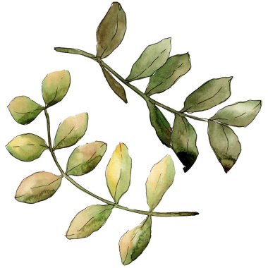 Suluboya sarı akasya yaprağı. Yaprak bitki botanik bahçe çiçek yaprakları. İzole illüstrasyon öğesi. Aquarelle yaprak için arka plan, doku, sarıcı desen, çerçeve veya kenarlık.