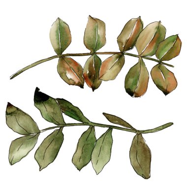 Suluboya sarı akasya yaprağı. Yaprak bitki botanik bahçe çiçek yaprakları. İzole illüstrasyon öğesi. Aquarelle yaprak için arka plan, doku, sarıcı desen, çerçeve veya kenarlık.