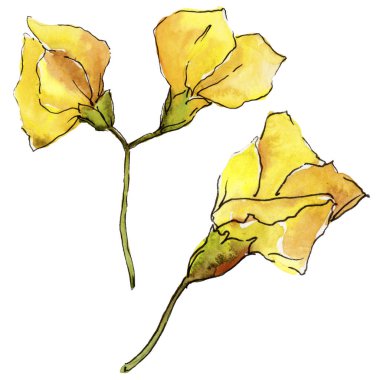 Suluboya sarı akasya yaprağı. Yaprak bitki botanik bahçe çiçek yaprakları. İzole illüstrasyon öğesi. Aquarelle yaprak için arka plan, doku, sarıcı desen, çerçeve veya kenarlık.