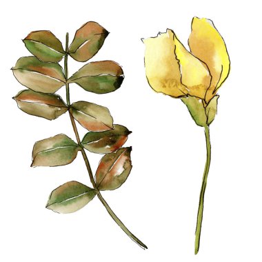 Suluboya sarı akasya yaprağı. Yaprak bitki botanik bahçe çiçek yaprakları. İzole illüstrasyon öğesi. Aquarelle yaprak için arka plan, doku, sarıcı desen, çerçeve veya kenarlık.