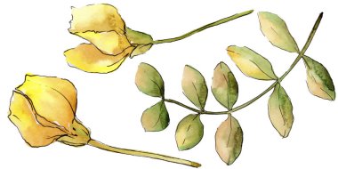 Suluboya sarı akasya yaprağı. Yaprak bitki botanik bahçe çiçek yaprakları. İzole illüstrasyon öğesi. Aquarelle yaprak için arka plan, doku, sarıcı desen, çerçeve veya kenarlık.