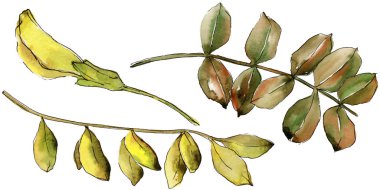 Suluboya sarı akasya yaprağı. Yaprak bitki botanik bahçe çiçek yaprakları. İzole illüstrasyon öğesi. Aquarelle yaprak için arka plan, doku, sarıcı desen, çerçeve veya kenarlık.