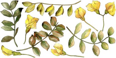 Suluboya sarı akasya yaprağı. Yaprak bitki botanik bahçe çiçek yaprakları. İzole illüstrasyon öğesi. Aquarelle yaprak için arka plan, doku, sarıcı desen, çerçeve veya kenarlık.