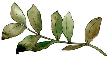 Suluboya sarı akasya yaprağı. Yaprak bitki botanik bahçe çiçek yaprakları. İzole illüstrasyon öğesi. Aquarelle yaprak için arka plan, doku, sarıcı desen, çerçeve veya kenarlık.