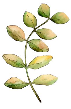 Suluboya sarı akasya yaprağı. Yaprak bitki botanik bahçe çiçek yaprakları. İzole illüstrasyon öğesi. Aquarelle yaprak için arka plan, doku, sarıcı desen, çerçeve veya kenarlık.