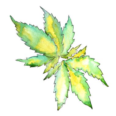 Suluboya esrar yeşil yaprak. Yaprak bitki botanik bahçe çiçek yaprakları. İzole illüstrasyon öğesi. Aquarelle yaprak için arka plan, doku, sarıcı desen, çerçeve veya kenarlık.