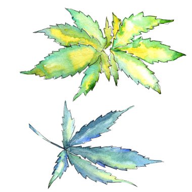 Suluboya esrar yeşil yaprak. Yaprak bitki botanik bahçe çiçek yaprakları. İzole illüstrasyon öğesi. Aquarelle yaprak için arka plan, doku, sarıcı desen, çerçeve veya kenarlık.