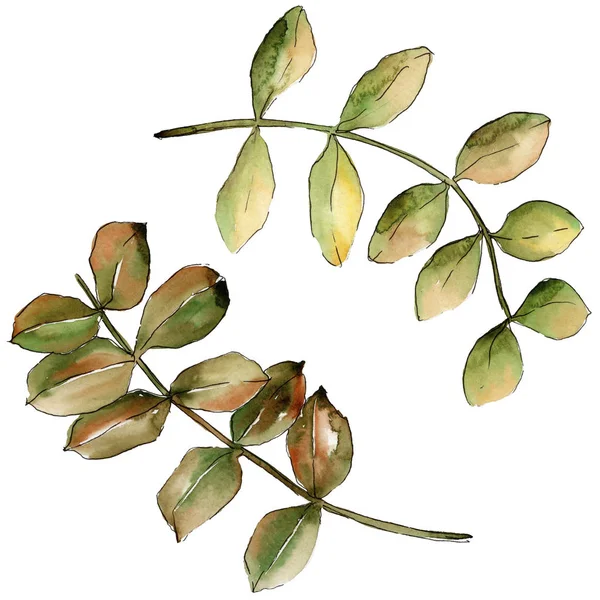 Φύλλα Ακουαρέλας Κίτρινο Ακακίας Φύλλο Φυτού Βοτανικός Κήπος Floral Φύλλωμα — Φωτογραφία Αρχείου