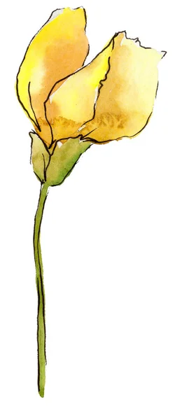 Akvarelu Žlutý Akát List Listy Rostlin Botanická Zahrada Květinové Listy — Stock fotografie
