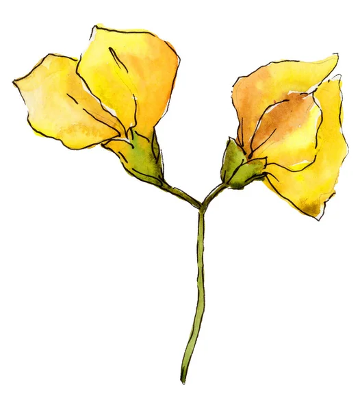 Akvarelu Žlutý Akát List Listy Rostlin Botanická Zahrada Květinové Listy — Stock fotografie