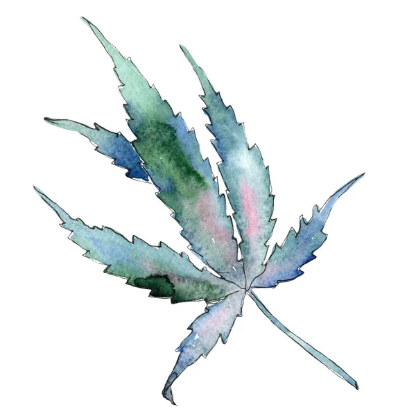 Aquarell Cannabis Grünes Blatt Blattpflanze Botanischer Garten Florales Laub Isoliertes — Stockfoto