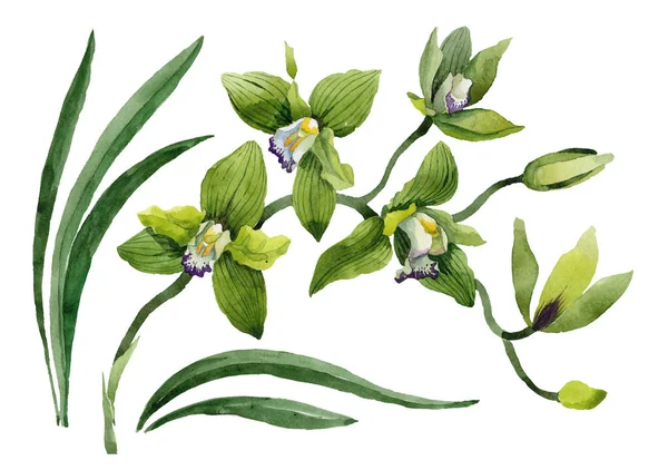 Akvarell Grön Orkidé Blommor Blommig Botaniska Blomma Isolerade Illustration Element — Stockfoto