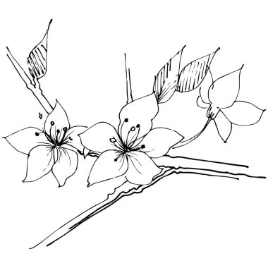 Kır çiçeği sakura çiçek, izole bir vektör tarzı. Bitki tam adı: Sakura bloom. Arka plan, doku, sarıcı desen, çerçeve veya sınır vektör kır çiçeği.