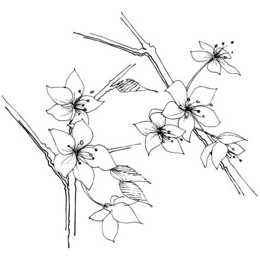 Kır çiçeği sakura çiçek, izole bir vektör tarzı. Bitki tam adı: Sakura bloom. Arka plan, doku, sarıcı desen, çerçeve veya sınır vektör kır çiçeği.