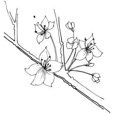 Kır çiçeği sakura çiçek, izole bir vektör tarzı. Bitki tam adı: Sakura bloom. Arka plan, doku, sarıcı desen, çerçeve veya sınır vektör kır çiçeği.