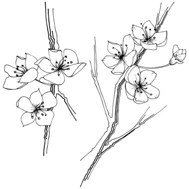 Kır çiçeği sakura çiçek, izole bir vektör tarzı. Bitki tam adı: Sakura bloom. Arka plan, doku, sarıcı desen, çerçeve veya sınır vektör kır çiçeği.