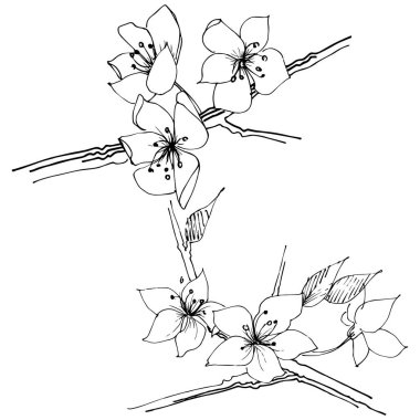 Kır çiçeği sakura çiçek, izole bir vektör tarzı. Bitki tam adı: Sakura bloom. Arka plan, doku, sarıcı desen, çerçeve veya sınır vektör kır çiçeği.