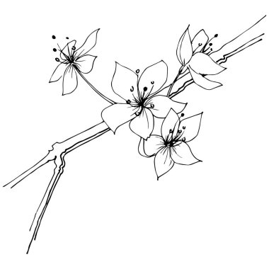 Kır çiçeği sakura çiçek, izole bir vektör tarzı. Bitki tam adı: Sakura bloom. Arka plan, doku, sarıcı desen, çerçeve veya sınır vektör kır çiçeği.