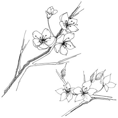 Kır çiçeği sakura çiçek, izole bir vektör tarzı. Bitki tam adı: Sakura bloom. Arka plan, doku, sarıcı desen, çerçeve veya sınır vektör kır çiçeği.