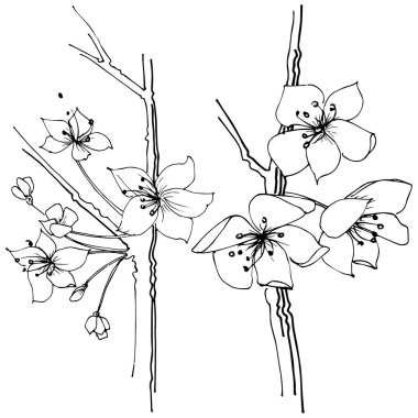 Kır çiçeği sakura çiçek, izole bir vektör tarzı. Bitki tam adı: Sakura bloom. Arka plan, doku, sarıcı desen, çerçeve veya sınır vektör kır çiçeği.