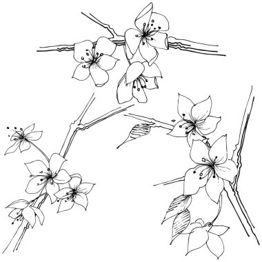 Kır çiçeği sakura çiçek, izole bir vektör tarzı. Bitki tam adı: Sakura bloom. Arka plan, doku, sarıcı desen, çerçeve veya sınır vektör kır çiçeği.