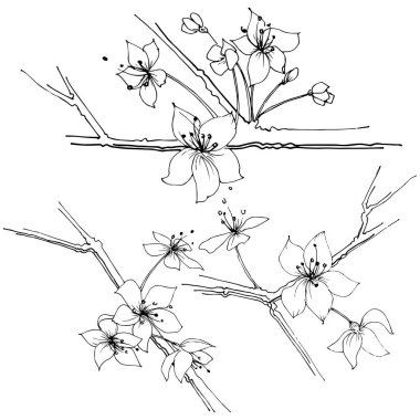 Kır çiçeği sakura çiçek, izole bir vektör tarzı. Bitki tam adı: Sakura bloom. Arka plan, doku, sarıcı desen, çerçeve veya sınır vektör kır çiçeği.