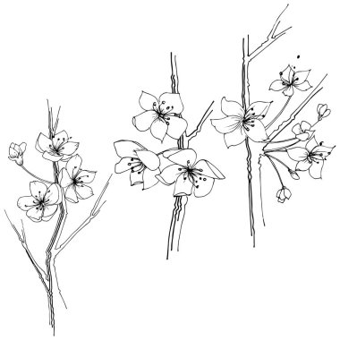 Kır çiçeği sakura çiçek, izole bir vektör tarzı. Bitki tam adı: Sakura bloom. Arka plan, doku, sarıcı desen, çerçeve veya sınır vektör kır çiçeği.