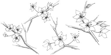 Kır çiçeği sakura çiçek, izole bir vektör tarzı. Bitki tam adı: Sakura bloom. Arka plan, doku, sarıcı desen, çerçeve veya sınır vektör kır çiçeği.