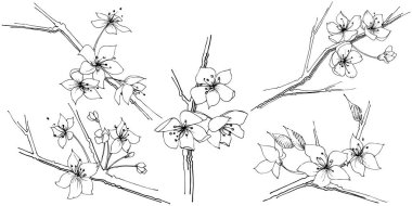 Kır çiçeği sakura çiçek, izole bir vektör tarzı. Bitki tam adı: Sakura bloom. Arka plan, doku, sarıcı desen, çerçeve veya sınır vektör kır çiçeği.