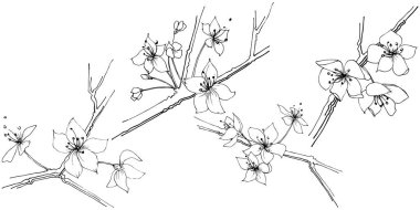 Kır çiçeği sakura çiçek, izole bir vektör tarzı. Bitki tam adı: Sakura bloom. Arka plan, doku, sarıcı desen, çerçeve veya sınır vektör kır çiçeği.