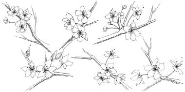 Kır çiçeği sakura çiçek, izole bir vektör tarzı. Bitki tam adı: Sakura bloom. Arka plan, doku, sarıcı desen, çerçeve veya sınır vektör kır çiçeği.