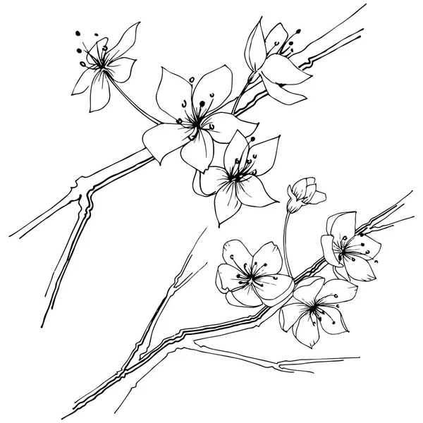 Flor Silvestre Flor Sakura Estilo Vectorial Aislado Nombre Completo Planta — Archivo Imágenes Vectoriales