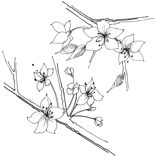 Wildflower Sakura Květ Květ Stylu Vektor Samostatný Celé Jméno Rostliny — Stockový vektor