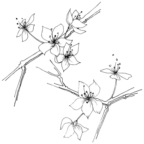 Wildflower Sakura Kwiat Kwiat Stylu Wektor Białym Tle Pełna Nazwa — Wektor stockowy
