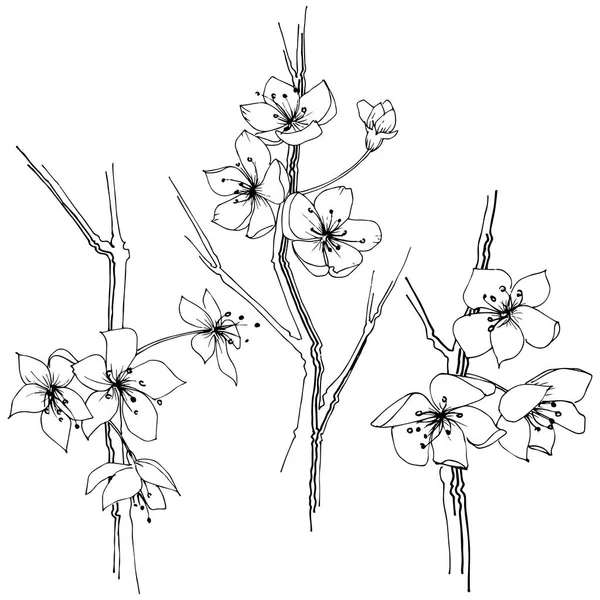 Wildflower Sakura Bloom Flower Vector Style Isolated Full Name Plant — Stock Vector
