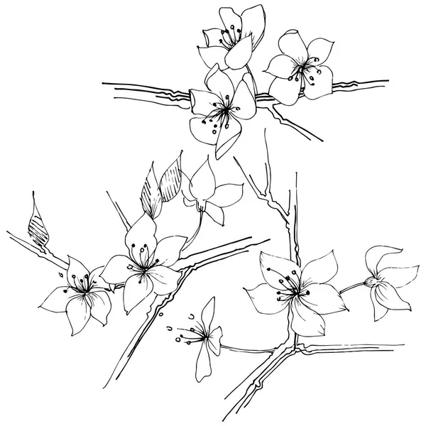 Wildflower Sakura Άνθιση Λουλουδιών Ένα Στυλ Διάνυσμα Απομονωμένη Πλήρης Ονομασία — Διανυσματικό Αρχείο