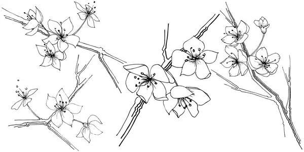Wildflower Sakura Άνθιση Λουλουδιών Ένα Στυλ Διάνυσμα Απομονωμένη Πλήρης Ονομασία — Διανυσματικό Αρχείο