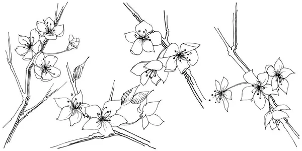 Цветок Цветка Сакуры Векторном Стиле Изолирован Полное Название Растения Сакура — стоковый вектор