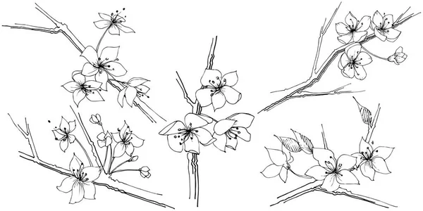 ワイルドフラワーのさくら咲く花分離ベクトル スタイル 植物の完全な名前 さくら咲く テクスチャ ラッパー パターン フレームや境界線のベクトル ワイルドフラワー — ストックベクタ