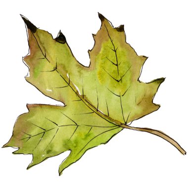 Sulu boya yeşil ve kırmızı akçaağaç yaprakları. Yaprak bitki botanik bahçe çiçek yaprakları. İzole illüstrasyon öğesi. Aquarelle yaprak için arka plan, doku, sarıcı desen, çerçeve veya kenarlık.