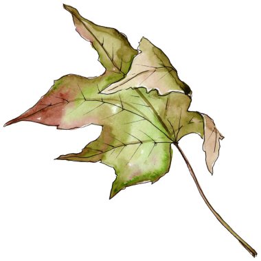 Sulu boya yeşil ve kırmızı akçaağaç yaprakları. Yaprak bitki botanik bahçe çiçek yaprakları. İzole illüstrasyon öğesi. Aquarelle yaprak için arka plan, doku, sarıcı desen, çerçeve veya kenarlık.