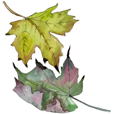 Sulu boya yeşil ve kırmızı akçaağaç yaprakları. Yaprak bitki botanik bahçe çiçek yaprakları. İzole illüstrasyon öğesi. Aquarelle yaprak için arka plan, doku, sarıcı desen, çerçeve veya kenarlık.
