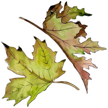 Sulu boya yeşil ve kırmızı akçaağaç yaprakları. Yaprak bitki botanik bahçe çiçek yaprakları. İzole illüstrasyon öğesi. Aquarelle yaprak için arka plan, doku, sarıcı desen, çerçeve veya kenarlık.