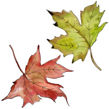 Sulu boya yeşil ve kırmızı akçaağaç yaprakları. Yaprak bitki botanik bahçe çiçek yaprakları. İzole illüstrasyon öğesi. Aquarelle yaprak için arka plan, doku, sarıcı desen, çerçeve veya kenarlık.