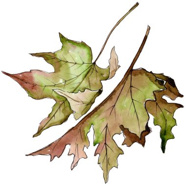 Sulu boya yeşil ve kırmızı akçaağaç yaprakları. Yaprak bitki botanik bahçe çiçek yaprakları. İzole illüstrasyon öğesi. Aquarelle yaprak için arka plan, doku, sarıcı desen, çerçeve veya kenarlık.