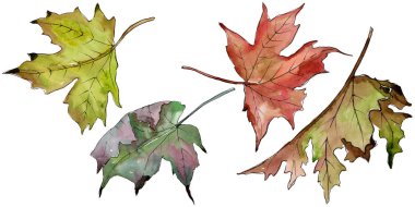 Sulu boya yeşil ve kırmızı akçaağaç yaprakları. Yaprak bitki botanik bahçe çiçek yaprakları. İzole illüstrasyon öğesi. Aquarelle yaprak için arka plan, doku, sarıcı desen, çerçeve veya kenarlık.