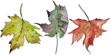 Sulu boya yeşil ve kırmızı akçaağaç yaprakları. Yaprak bitki botanik bahçe çiçek yaprakları. İzole illüstrasyon öğesi. Aquarelle yaprak için arka plan, doku, sarıcı desen, çerçeve veya kenarlık.