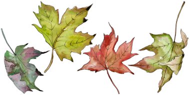 Sulu boya yeşil ve kırmızı akçaağaç yaprakları. Yaprak bitki botanik bahçe çiçek yaprakları. İzole illüstrasyon öğesi. Aquarelle yaprak için arka plan, doku, sarıcı desen, çerçeve veya kenarlık.